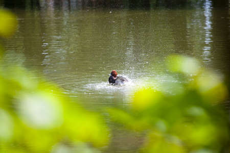 Eurasian wigeon, also known as widgeon cleaning cleaning itself in the lakeの写真素材