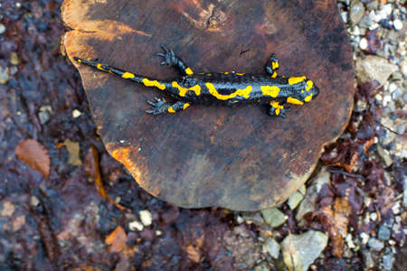 View of the fire salamander in its habitatの写真素材