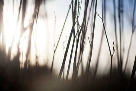Close up of dried countryside plants at sunsetの写真素材