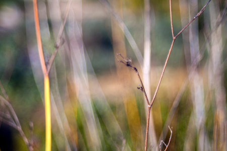 Close up of dried countryside plants at sunset