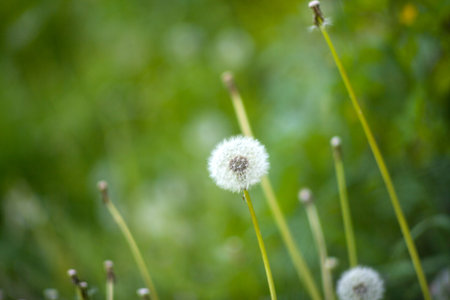 Close up of a dandelion on grass