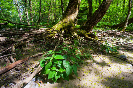 Fresh leaves of stinging nettles under the tree