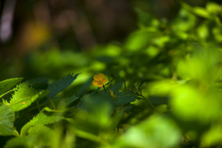 View of the ranunculus flowers in the countryside