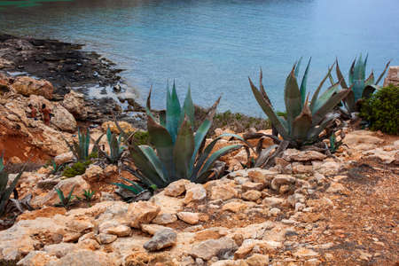 View of agave plants next to the sea in the summer season, Lampedusa. Sicilyの写真素材