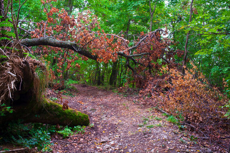 Fallen tree along the path called sentiero natura