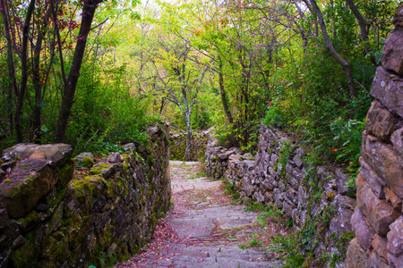 Tree in the middle of the path called sentiero natura