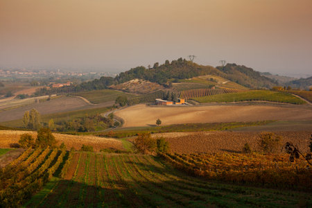 Vineyards in the Tortona hills at sunset during the autumn seasonの写真素材