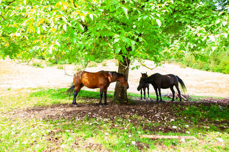 Horses taking shade under the shadow of a treeの写真素材