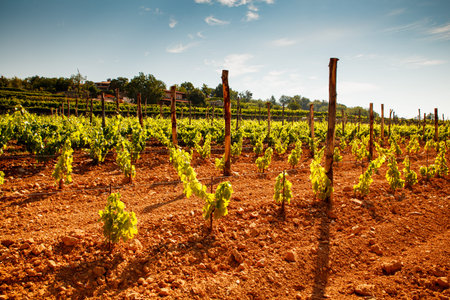 View of italian vineyard in the Trieste Karst at the summer seasonの写真素材