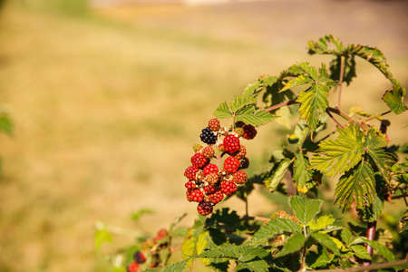 View of Wild Blackberries in the summer seasonの写真素材