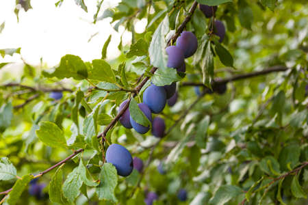 View of the Ripe plums on the tree in the orchardの写真素材