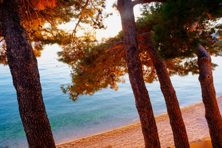 View of thePines next to the beach at sunset, Stara Baska, Krk. Croatia