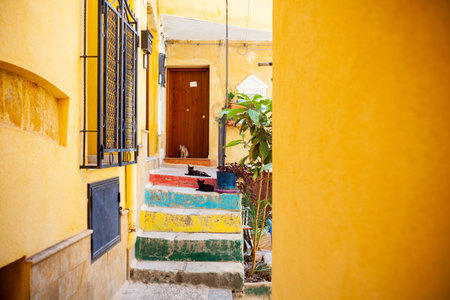 Young cats on the colorful staircase in Sicilyの写真素材