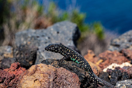 Close up of the filfola lizard or Maltese wall lizard on the lava stone of Linosa, Pelagie island....