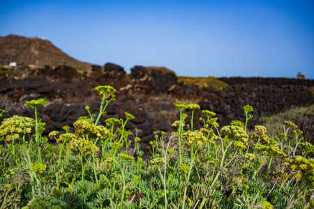 Crithmum maritimum know as samphire or sea fennel, Linosa. Sicilyの写真素材