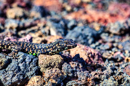 Close up of the filfola lizard or Maltese wall lizard on the lava stone of Linosa, Pelagie island. Sicilyの写真素材