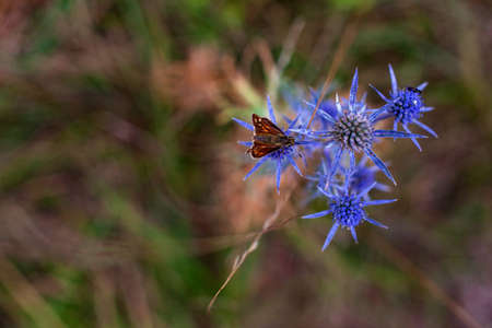 Insect on Eryngium amethystinum, also called amethyst eryngo, or Italian eryngo or amethyst sea hollyの写真素材