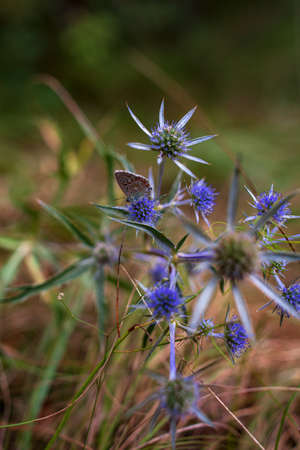 Butterfly on Eryngium amethystinum, also called amethyst eryngo, or Italian eryngo or amethyst sea hollyの写真素材