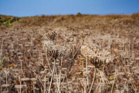 View of the field with dried Crithmum maritimum is know as samphire or sea fennel, Linosa. Sicilyの写真素材