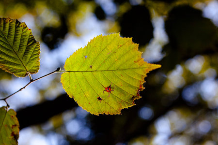 Close up of the broad-leaved, broad-leaf, or broadleaf tree is any tree within the diverse botanical...