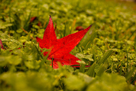 Red leaf on green grass in the Milan park