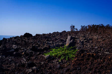 View of Capers plant on the lava rocks, Sicilyの写真素材
