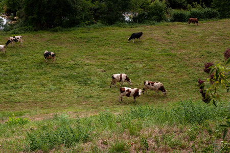 Cows herd grazing on a grass field in the French route of the way of St James called Chemin du Puy....