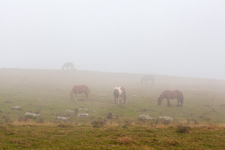 Horses in semi-freedom grazing peacefully at mist sunrise in a mountain landscape in the French Pyrenees. Copy space on the topの写真素材
