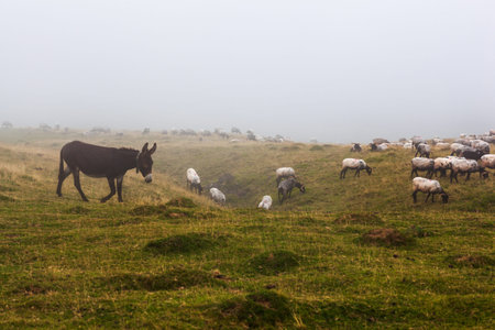 The mixed flock of sheep, donkey and goats grazing in the mist at early morning along the Way of...