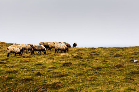 Goats grazing on meadow along the Camino de Santiago in the French Pyrenees