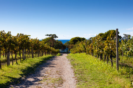 The hilly road in the middle of vineyards in Istria, Sloveniaの写真素材