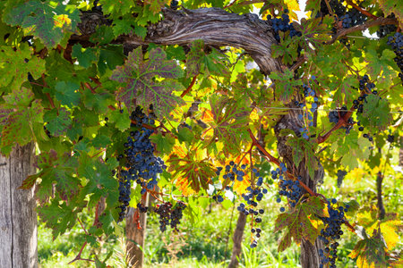 Bunches of red grapes on the Slovenian vineyard, pick harvest, seasonal fruits. Istriaの写真素材