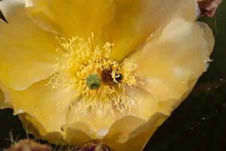 Close up of a bee on yellow cactus flowerの写真素材