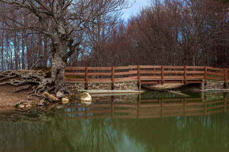 Big tree next to the Calamone lake in Ventasso, Reggio Emilia, Italy. High-quality photoの写真素材