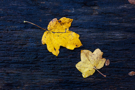 Close-up of two autumn leaves on the wooden dark surface