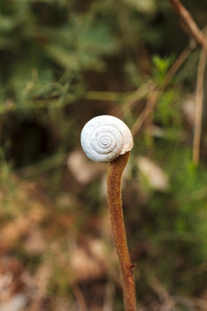 Photo of a dried snail shell left hanging on a dry branch of a plant.の写真素材