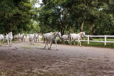World famous Lippizaner horses in Lipica on stud farm in Slovenia