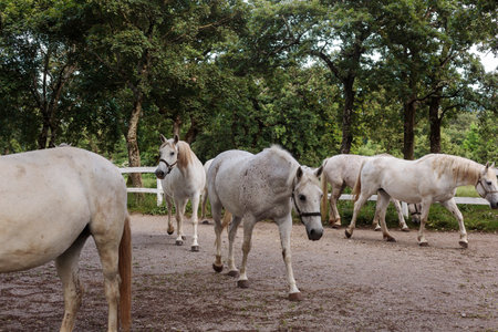 World famous Lippizaner horses in Lipica on stud farm in Sloveniaの写真素材