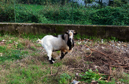 Goat Grazing on a Farm, Italyの写真素材