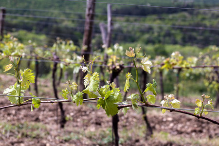 Grapeyard, Vineyard in the spring season, Sloveniaの写真素材