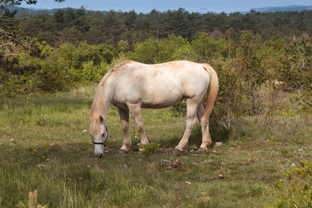 Grazing horse on pasture in spring landscape, Sloveniaの写真素材