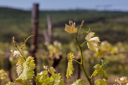 Close up of young grape leaves in spring timeの写真素材