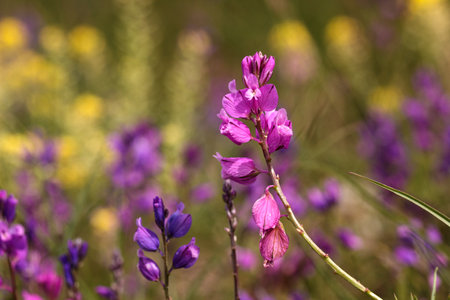 Fuchsia flower Common milkwort named Polygala vulgaris. Perennial hebaceous plant in the family Polygalaceae flowering. A typical species of calcareous grassland meadowsの写真素材