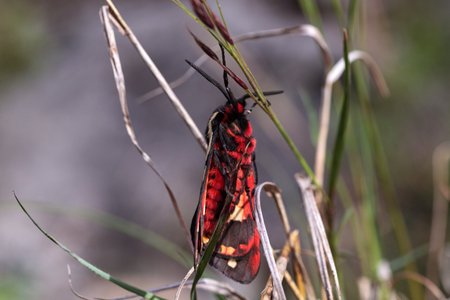 A Cream-spot Tiger Moth, Arctia villica, resting on bracken in a woodland clearingの写真素材