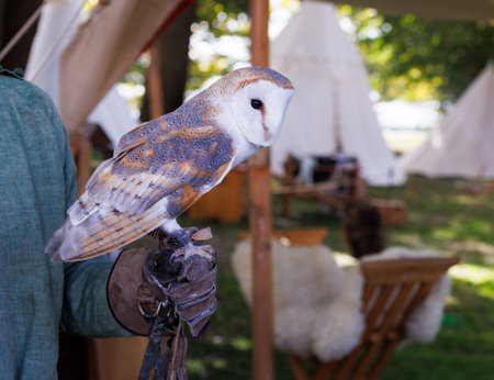 A falconer in medieval attire gently holds a white barn owl during an outdoor historical reenactmentの写真素材