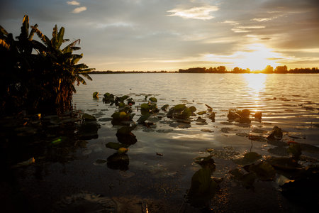 Riverside vegetation with lotus leaves along the Mincio River in Mantua, captured in backlight at...