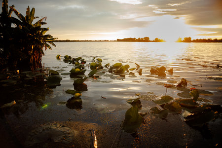 Riverside vegetation with lotus leaves along the Mincio River in Mantua, captured in backlight at sunset with natural lens flare effects, creating a serene and atmospheric sceneの写真素材