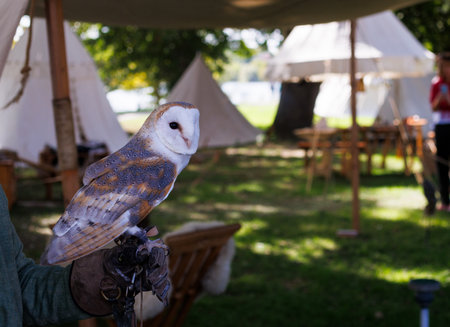 A falconer in medieval attire gently holds a white barn owl during an outdoor historical reenactment, Mantuaの写真素材