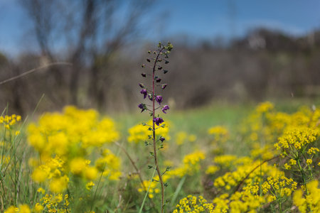 Close up of purple wild flower and Wood spurge in a herbaceous spring fieldの写真素材