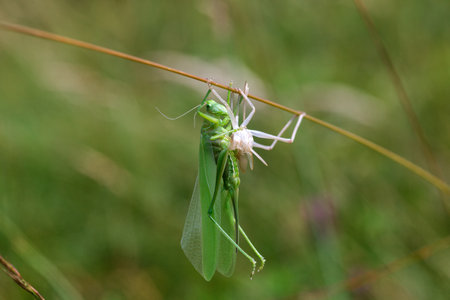A grasshopper undergoing its molten process, shedding its exoskeleton to grow, with its body in transition, revealing the delicate new exoskeleton beneath. The insect is captured in a natural environment, highlighting the stages of this fascinating metamorphosisの写真素材